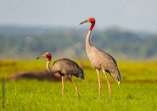 Couple of Eastern Sarus Crane (Grus antigone)
