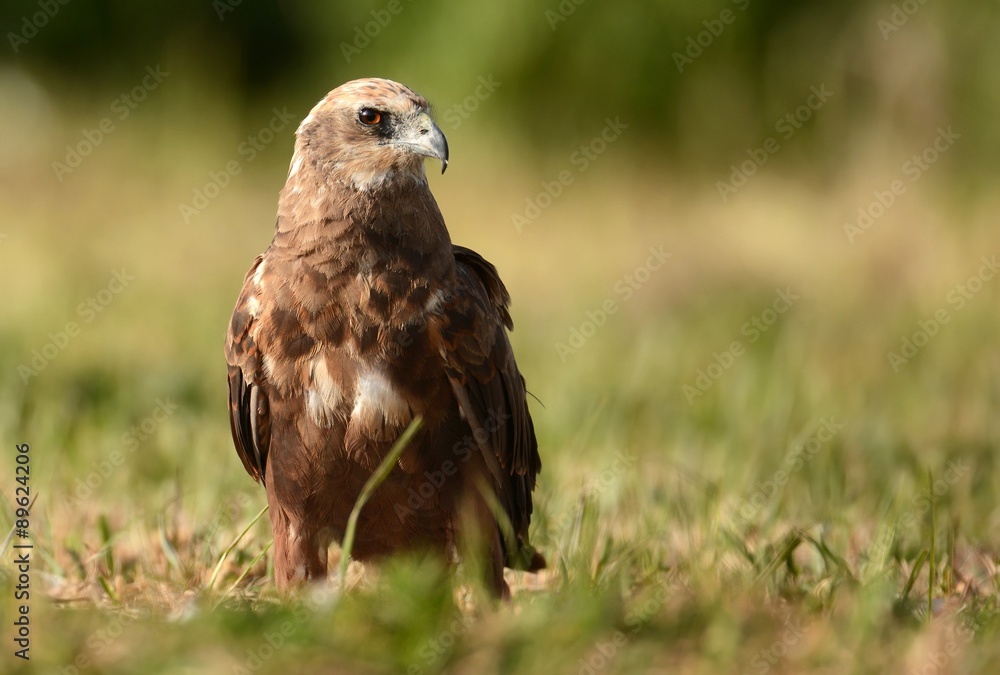 Marsh harrier Marsh harrier