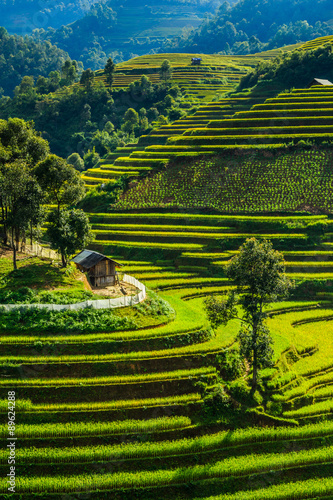 Rice terraces