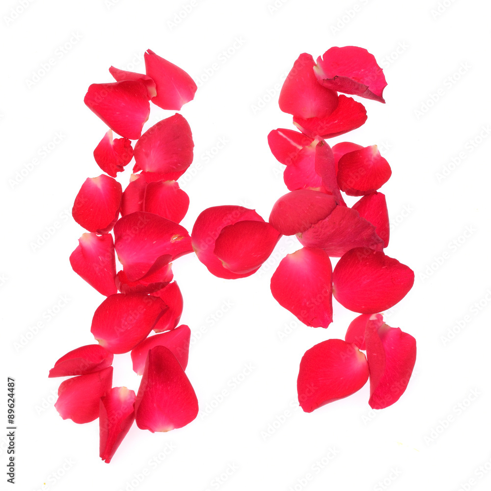 rose petals isolated on white background rose petals isolated on white background