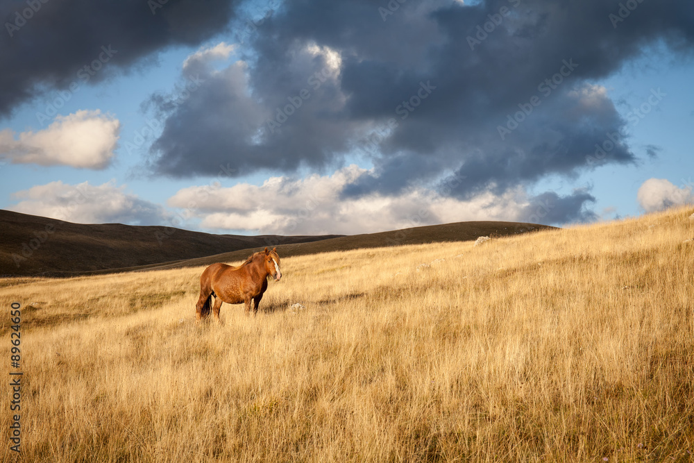 Cavallo marrone in una prateria. Cielo nuvoloso sullo sfondo
