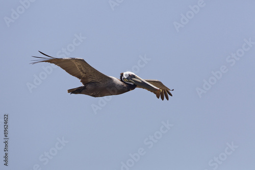 Brown Pelican  Pelecanus occidentalis  in Flight - Texas