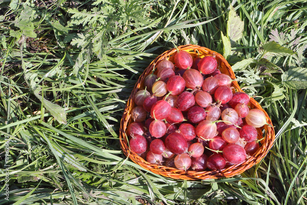 Wattled basket with a gooseberry standing on a grass in a garden Wattled basket with a gooseberry standing on a grass in a garden