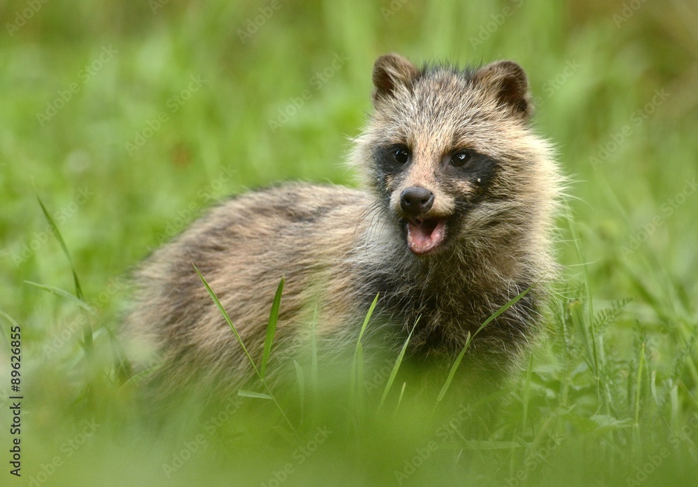 Obraz premium raccoon dog