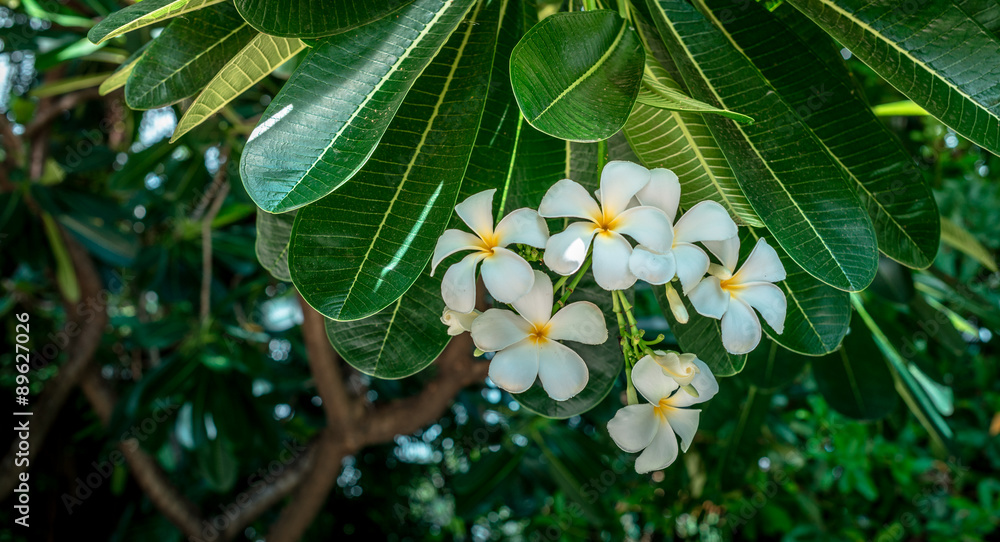 Thailand flower