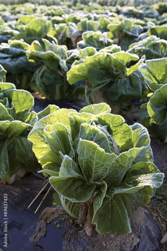 Naklejka premium vegetables