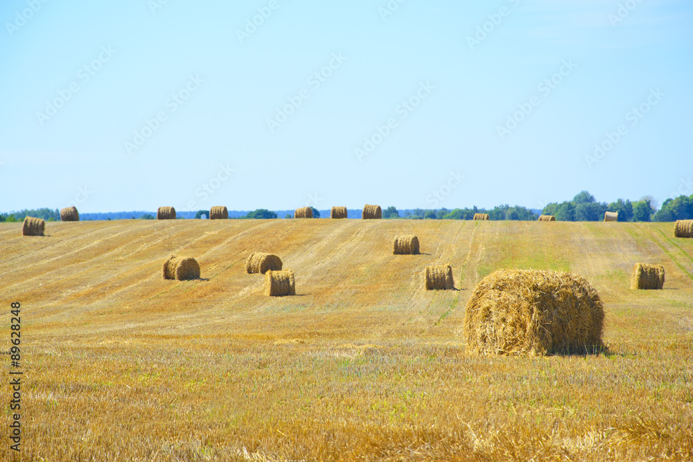 Field after Harvest Straw.