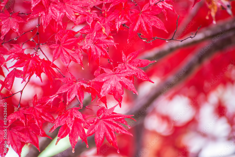 Fototapeta premium red maple leaf in autumn season