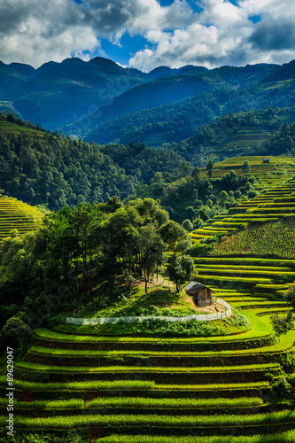 Rice terraces