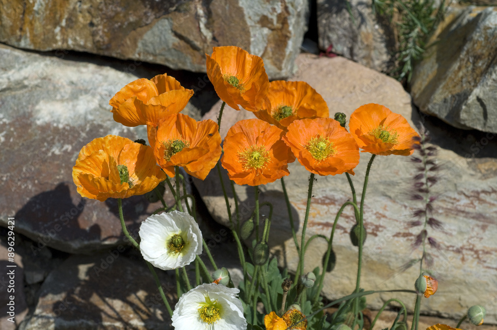 Fototapeta premium Islaendischer; Mohn; Papaver; nudicaule;