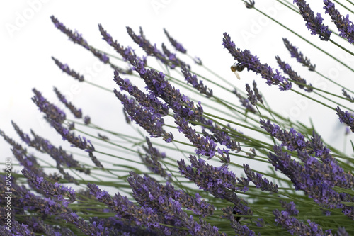 Lavendel; Lavendula; angustifolia; photo