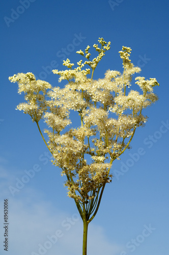 Maedesuess, Filipendula, ulmaria, photo