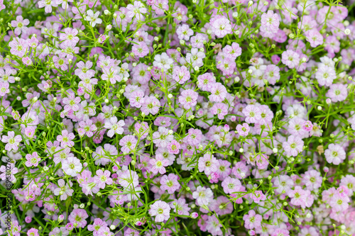 Background of little pink flowers blooming bush