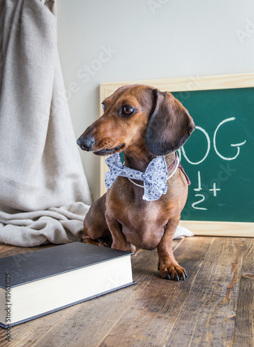 Red dachshund dog on wooden table