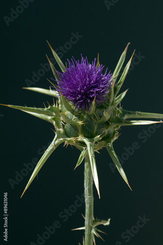 Mariendistel, Silybum, marianum, Distel photo