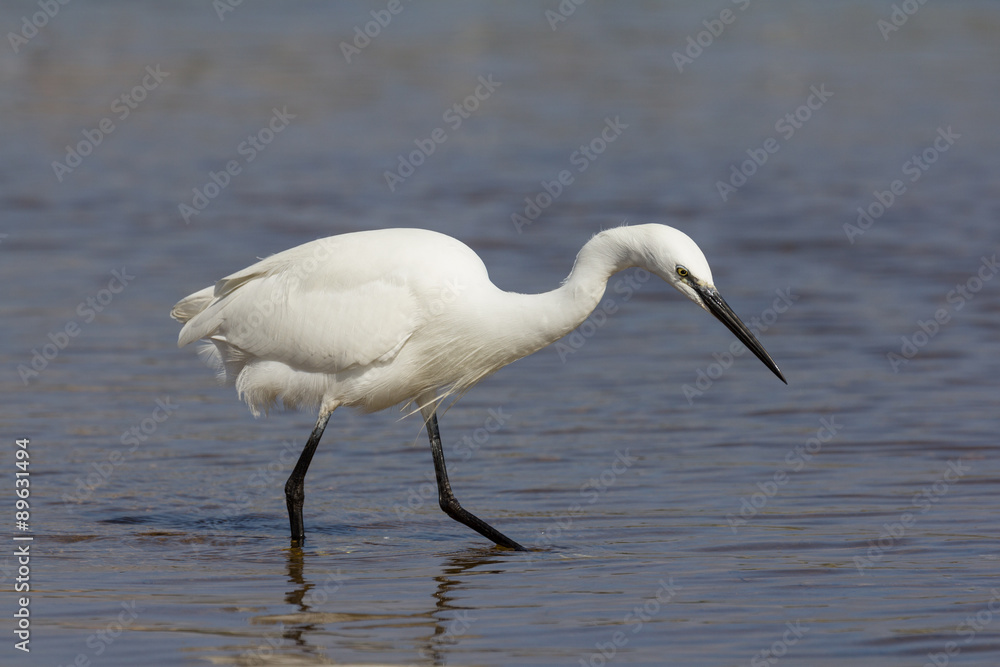 egret hunting egret hunting