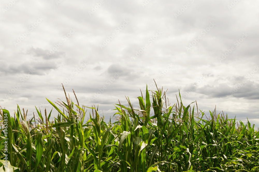 Obraz premium corn 2