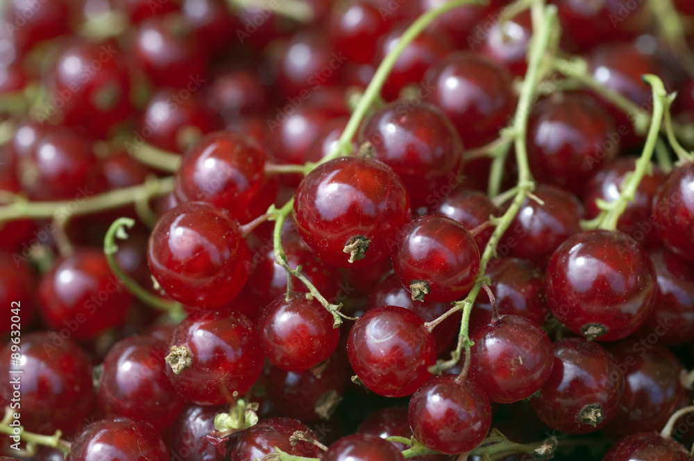 Johannisbeeren; Rote, Ribes, rubrum Johannisbeeren; Rote, Ribes, rubrum