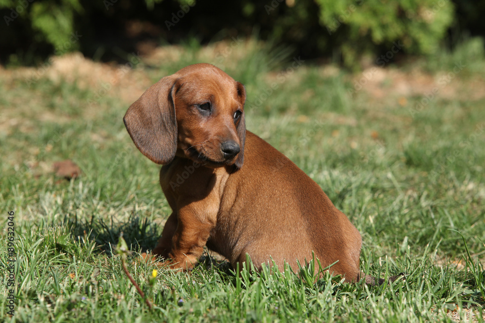 Adorable Dachshund puppy sitting in the garden Adorable Dachshund puppy sitting in the garden