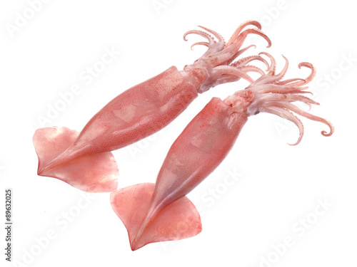 Fresh squid isolated on white background