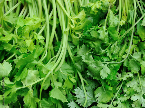 Fresh coriander or cilantro leaves