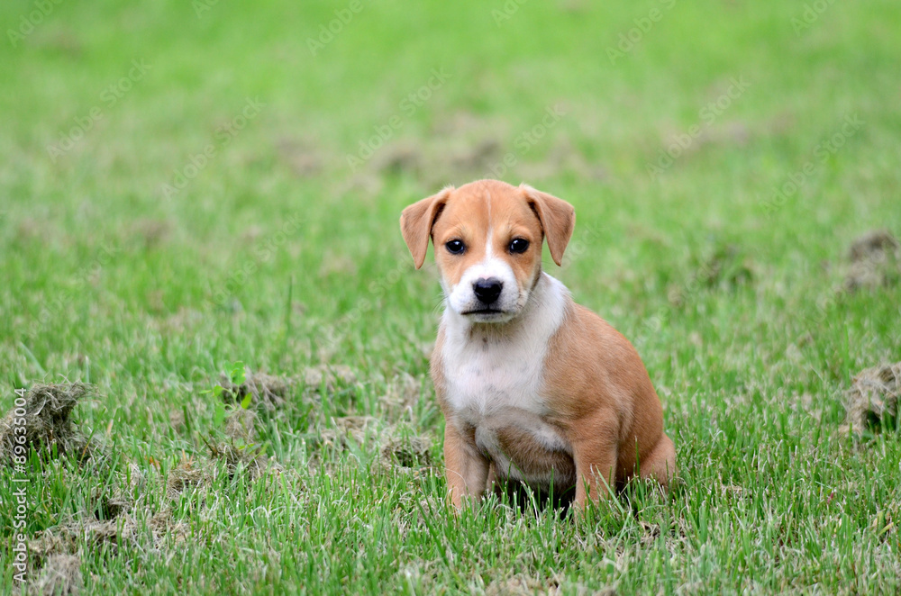Cute mixed amstaff puppy sitting on a grass Cute mixed amstaff puppy sitting on a grass