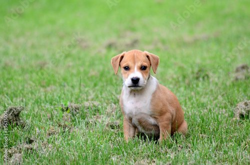 Cute mixed  amstaff puppy sitting on a  grass