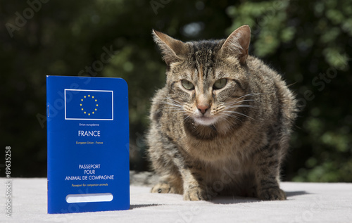 Fototapeta Naklejka Na Ścianę i Meble -  Portrait of a cat with her Pets Passport