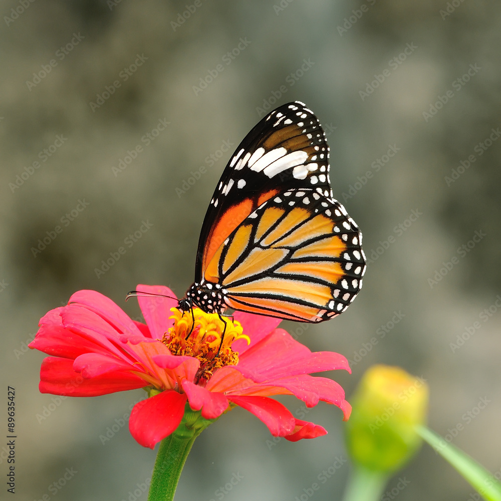 Butterfly (Common Tiger) and flower Butterfly (Common Tiger) and flower