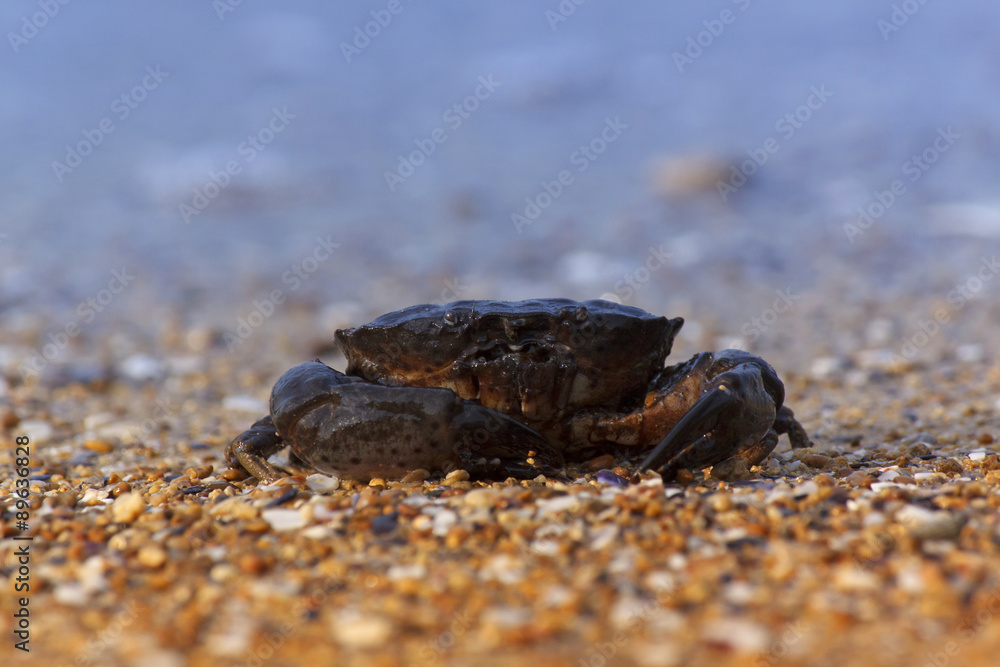 close up of crab sitting on sea coast