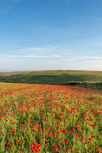 A Field of Poppies on a Summer Day