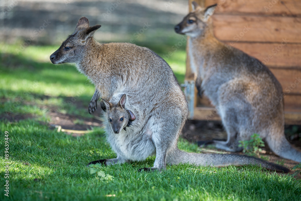 Wallaby Wallaby