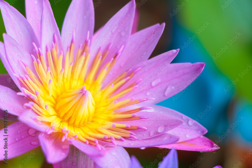 Close up beautiful pink lotus Close up beautiful pink lotus