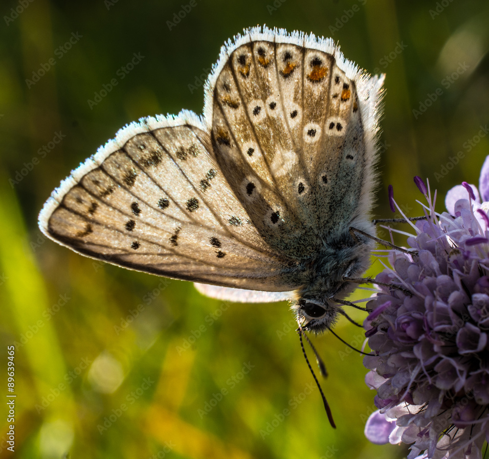 Fototapeta premium Papillon sur une fleur violette en contre jour