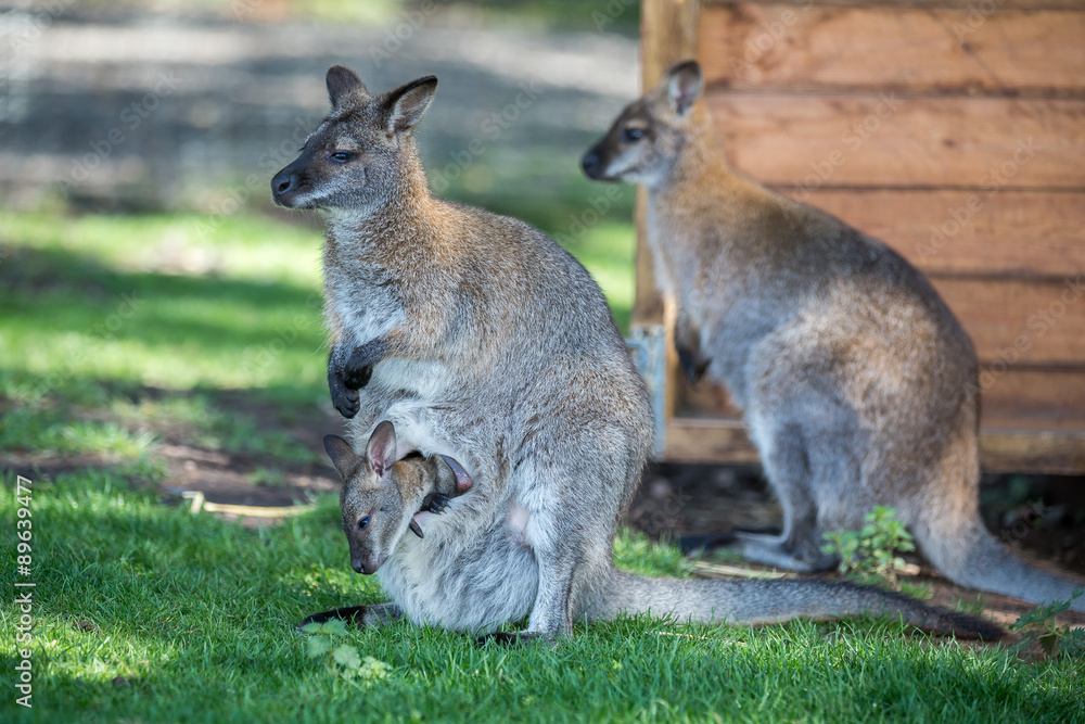 Wallaby Wallaby