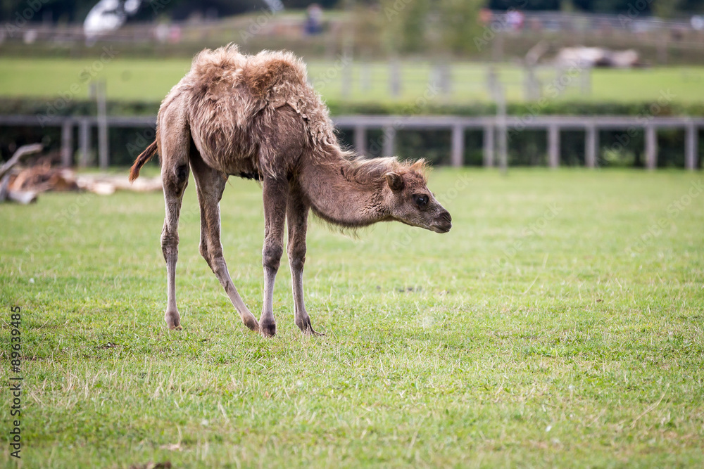 Fototapeta premium Camel