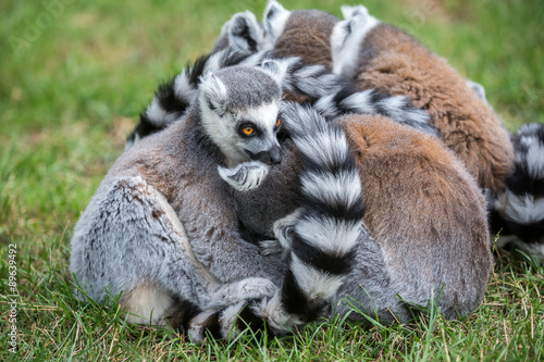 Ringtail Lemur © www.karlredshaw.com
