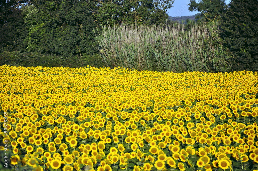Obraz premium Campagna Umbra - I girasoli
