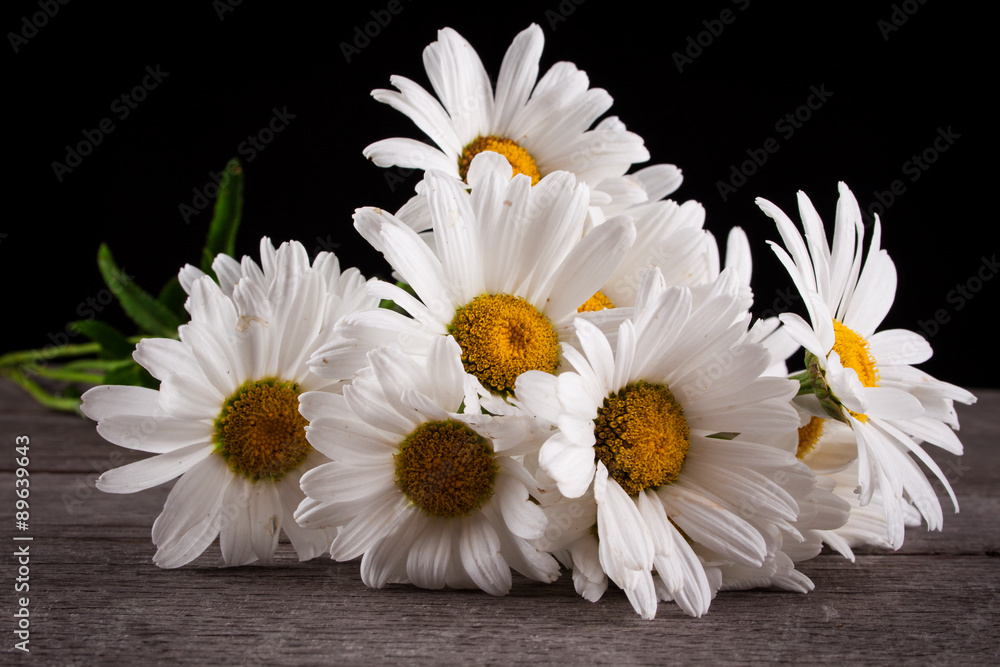 Obraz premium Leucanthemum vulgare on a wooden table, isolated on a black background