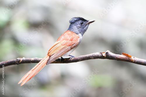 фотографія asian paradise flycatcher on the branch