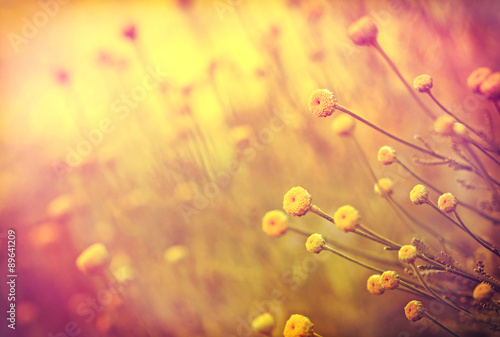 Soft focus on yellow flowers