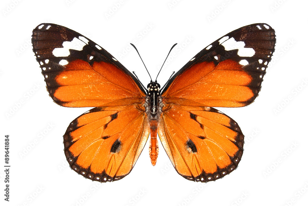 Butterfly / Danaus chrysippus (plain tiger or African monarch)
