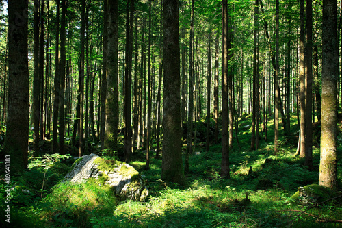 Mystischer Bergwald im Morgenlicht