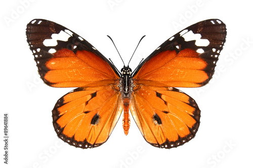 Butterfly / Danaus chrysippus (plain tiger or African monarch)