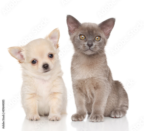 Puppy and kitten on white background © jagodka