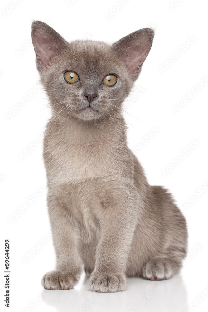 Burma kitten on a white background