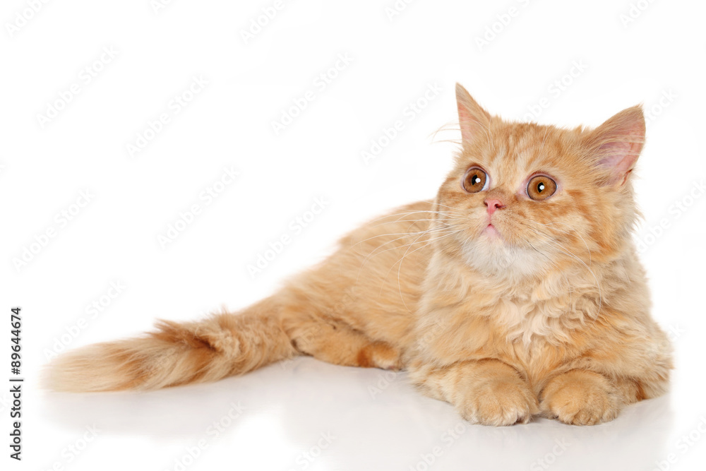Ginger Persian kitten