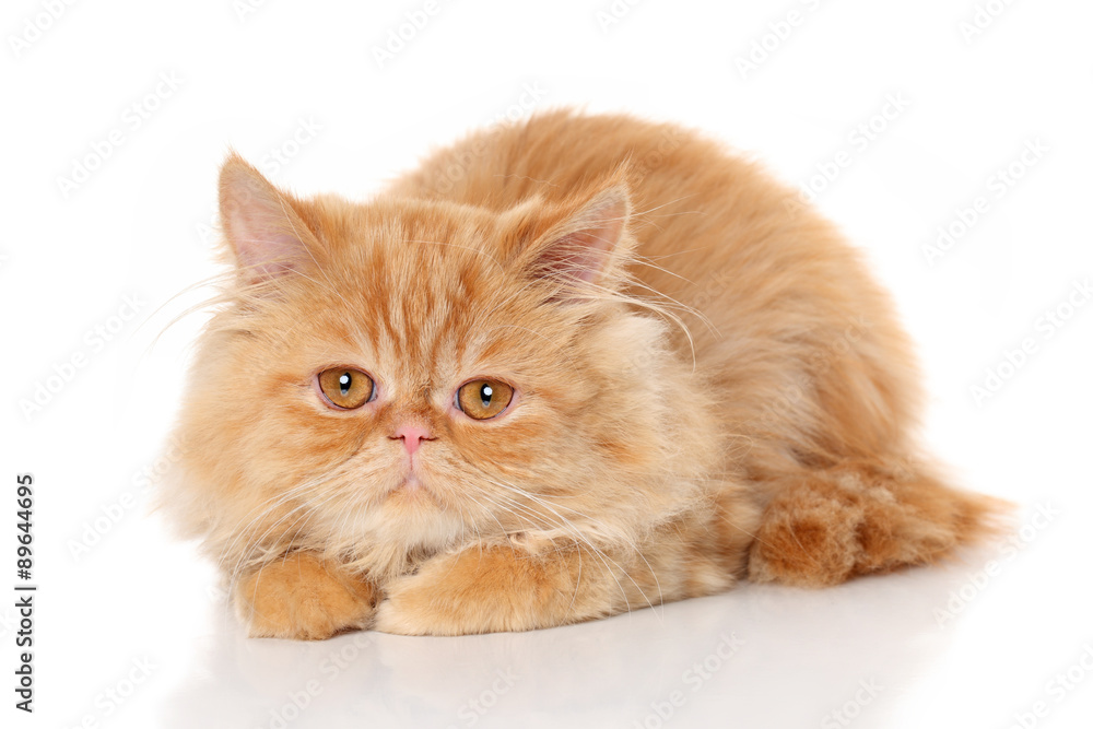 Ginger Persian cat on white background Ginger Persian cat on white background