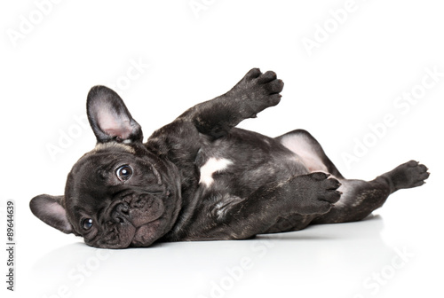 Fototapeta Naklejka Na Ścianę i Meble -  French bulldog pup resting
