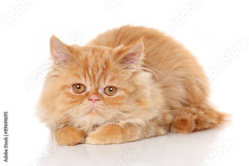 Ginger Persian cat on white background